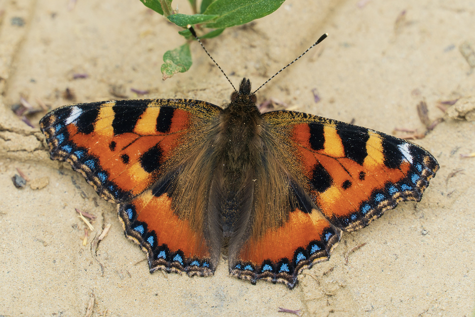 Nymphalis urticae - kis rókalepke
