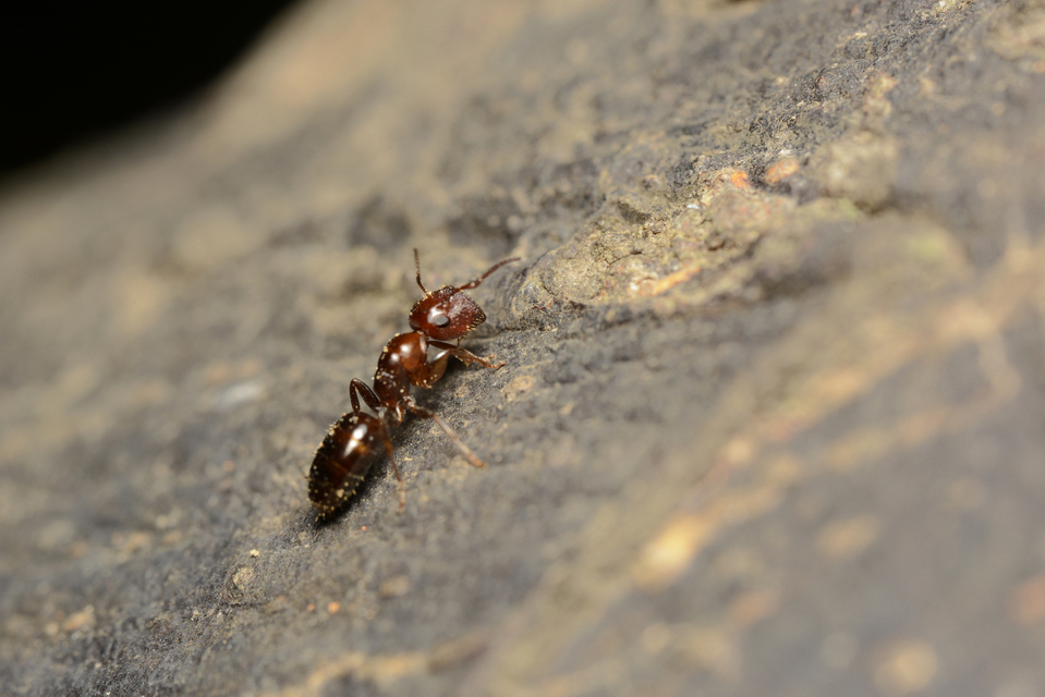 Colobopsis truncata - kapushangya