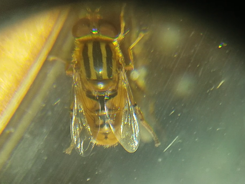 Parhelophilus