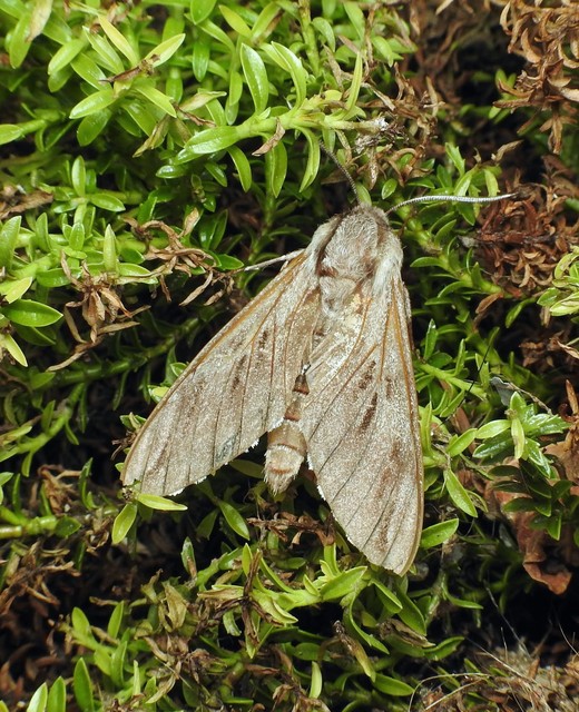 Hyloicus pinastri - fenyőszender