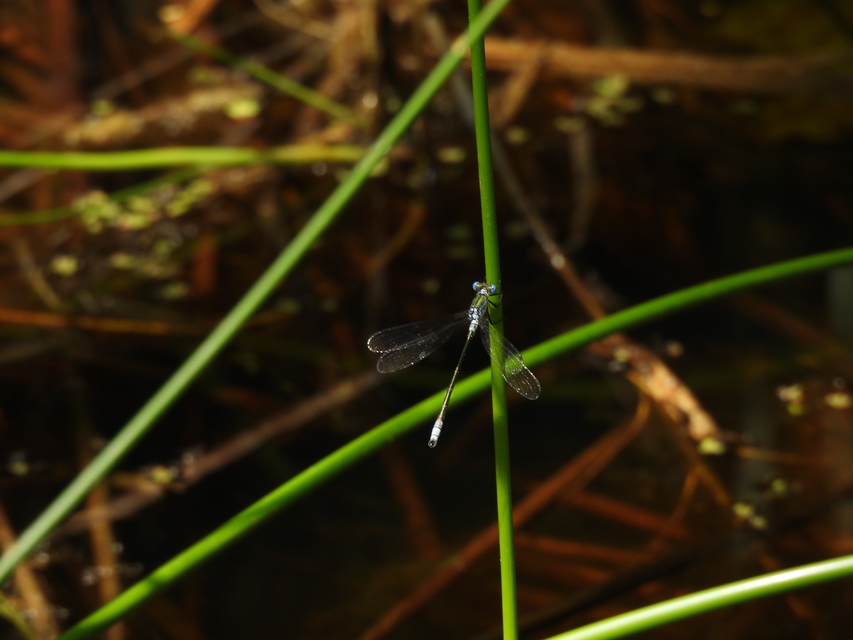 Lestes dryas - réti rablószitakötő