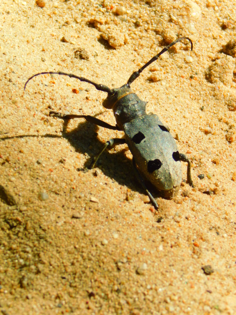 Morimus asper funereus - gyászcincér