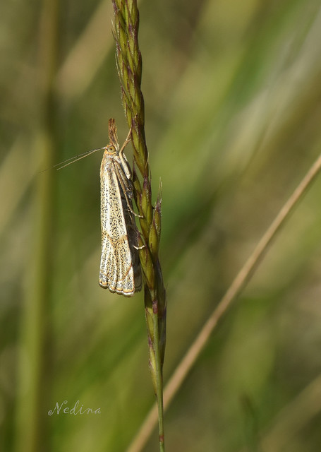 Thisanotia chrysonuchella - tavaszi fűgyökérmoly