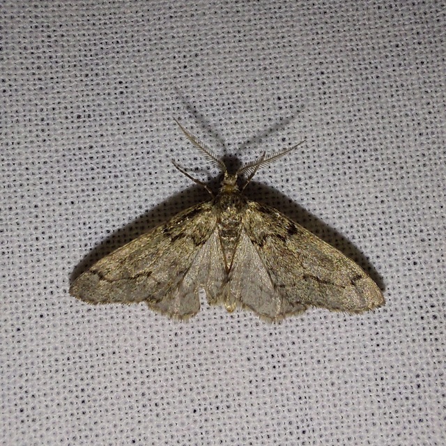 Tephronia sepiaria/Eumannia lepraria