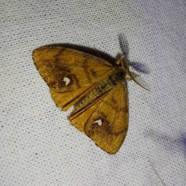 Orgyia antiqua - rozsdabarna kisszövő