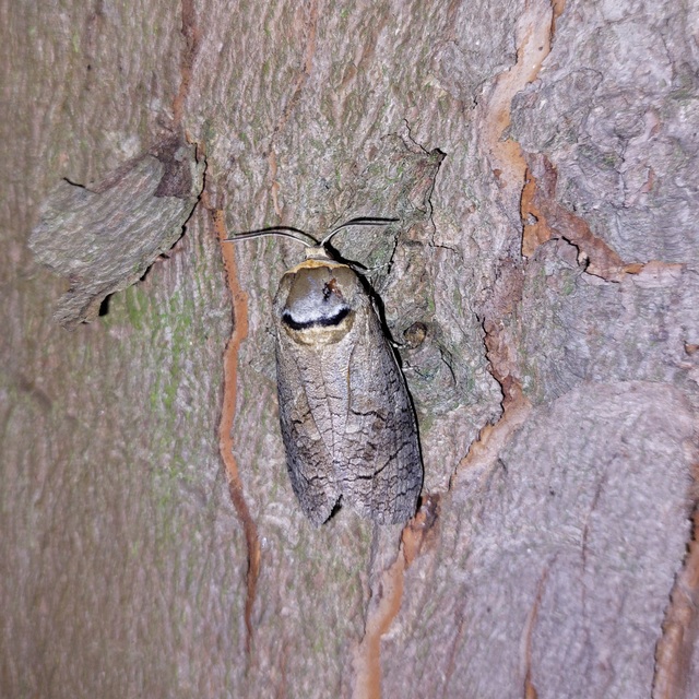 Cossus cossus - fűzfarontólepke