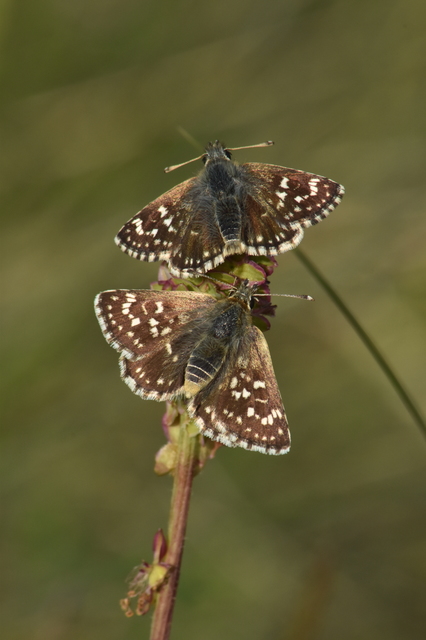 Spialia orbifer - törpe busalepke