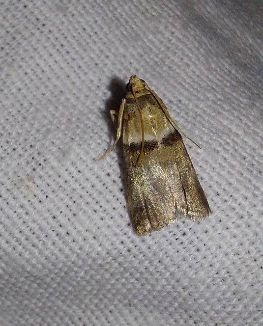Acrobasis tumidana - bordás karcsúmoly