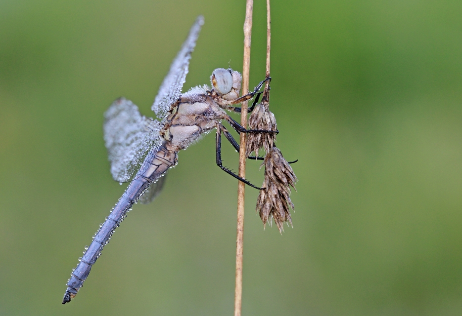 Orthetrum brunneum - pataki pásztorszitakötő