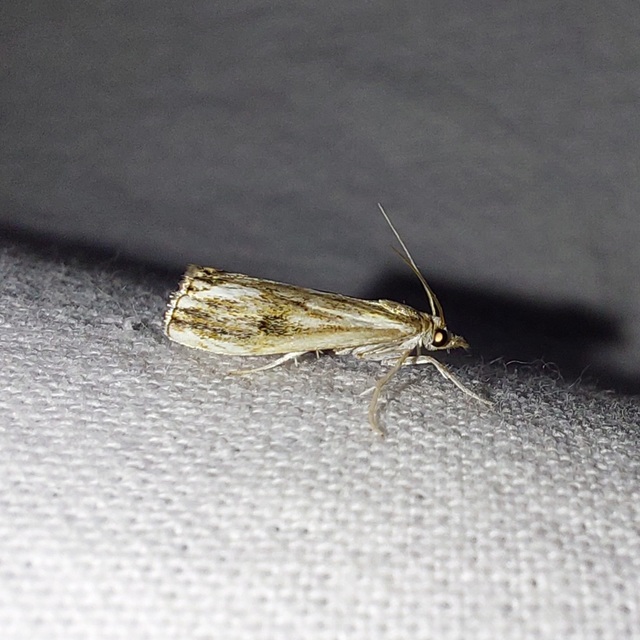 Catoptria verellus - kormos fűgyökérmoly