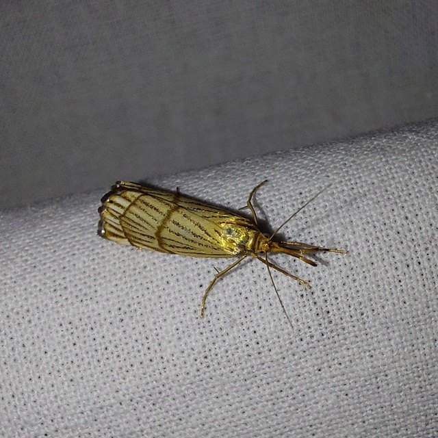 Chrysocrambus linetella - déli fűgyökérmoly