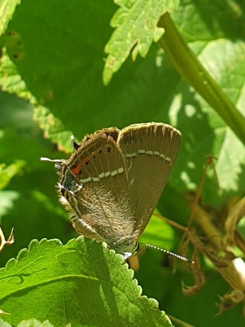 Satyrium spini - kökény-csücsköslepke