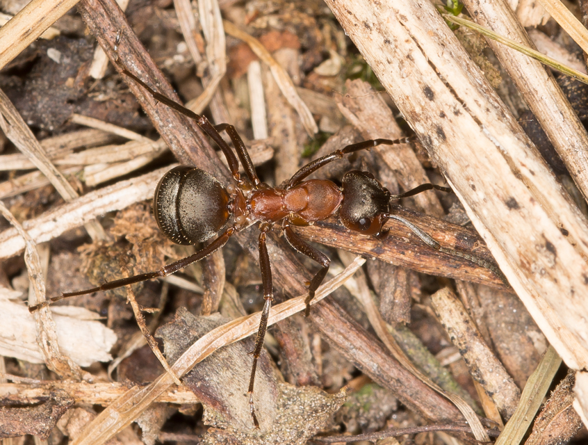 Formica rufa - erdei vöröshangya
