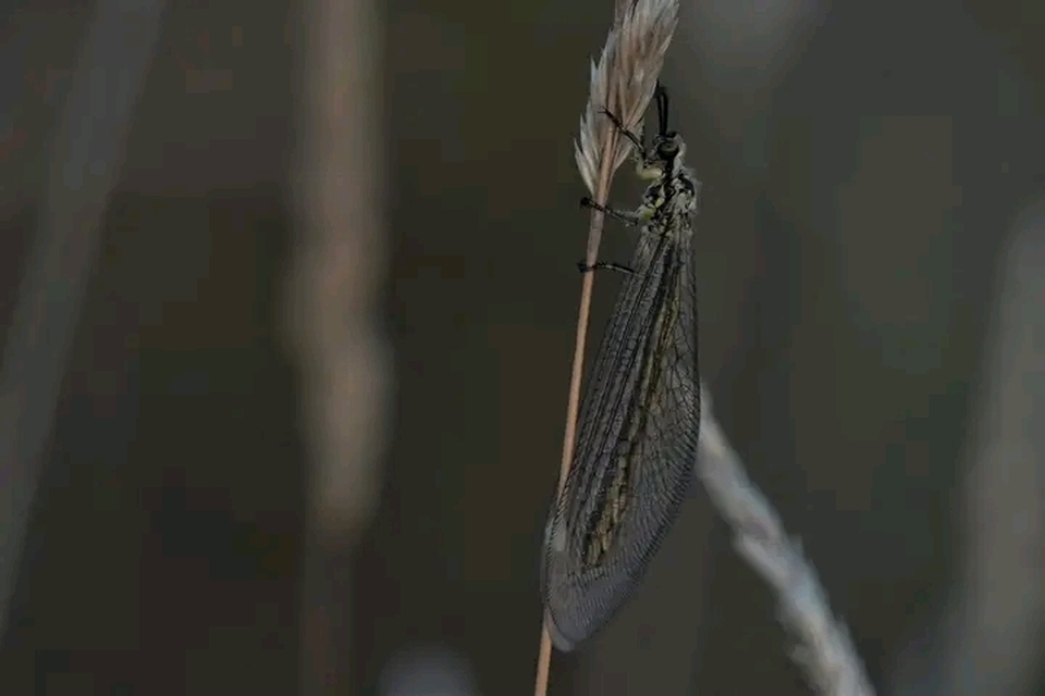 Myrmecaelurus trigrammus - hangyafarkas