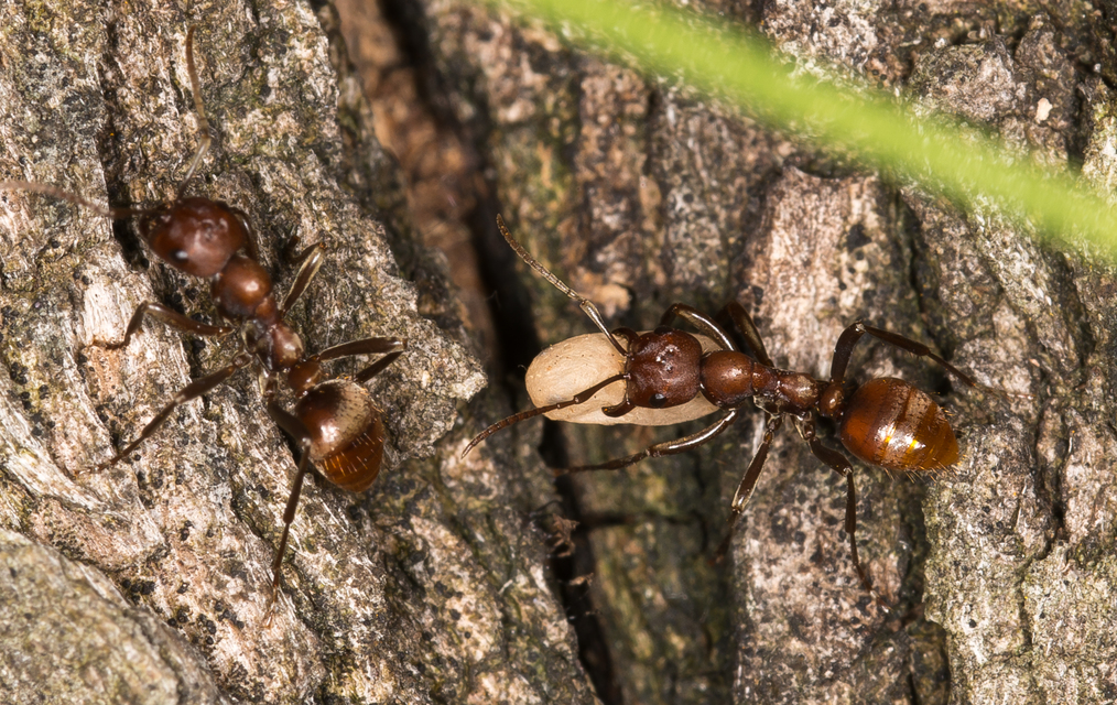 Polyergus rufescens - amazonhangya