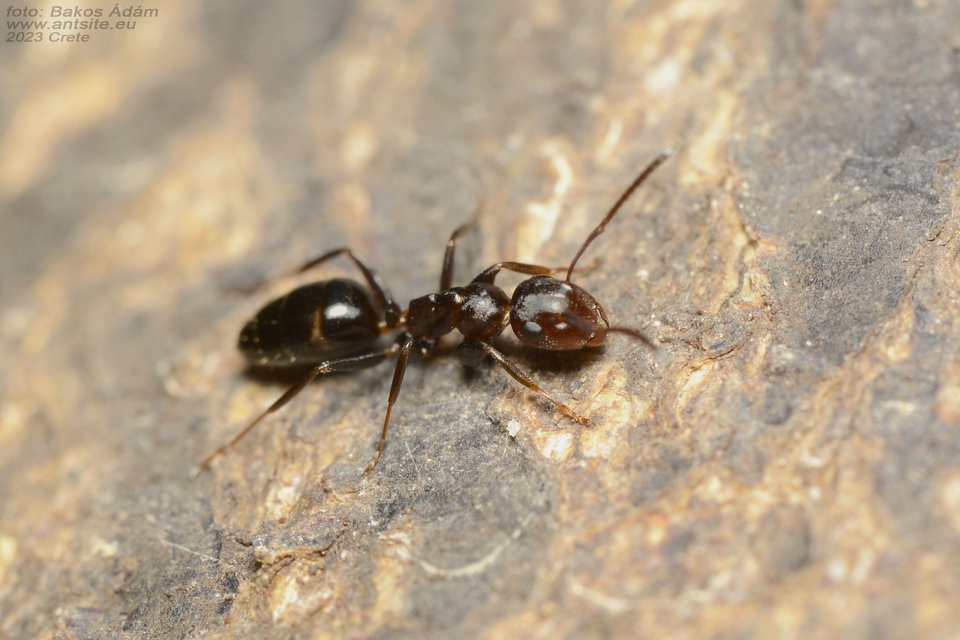Colobopsis truncata - kapushangya