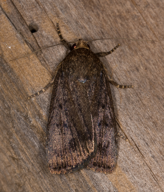 Amphipyra tragopoginis - bakszakállbagoly