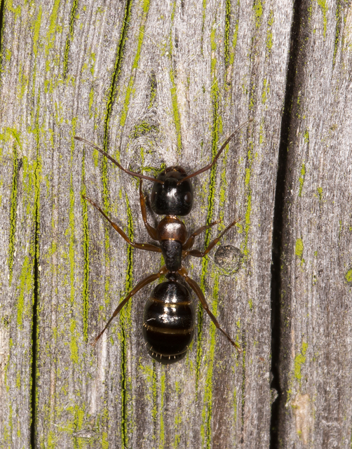 Camponotus fallax - ligeti lóhangya