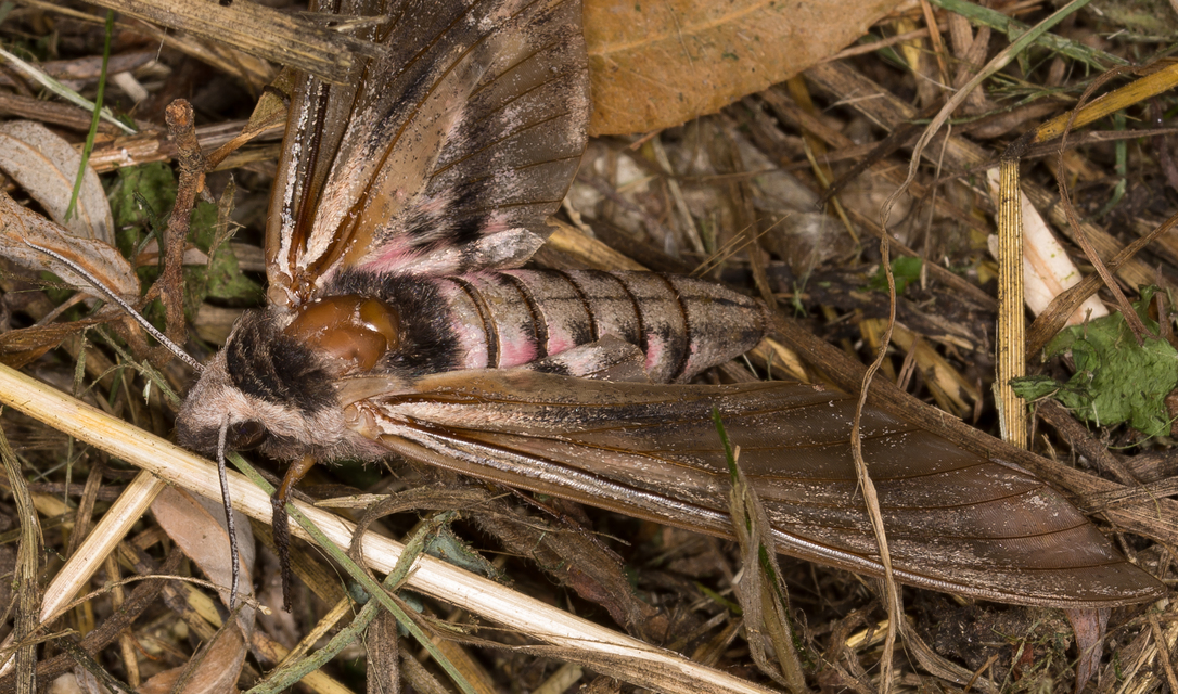 Sphinx ligustri - fagyalszender