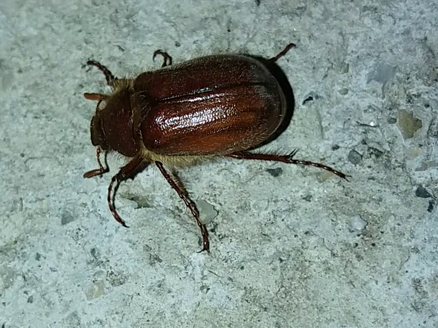 Holochelus vernus - tavaszi cserebogár