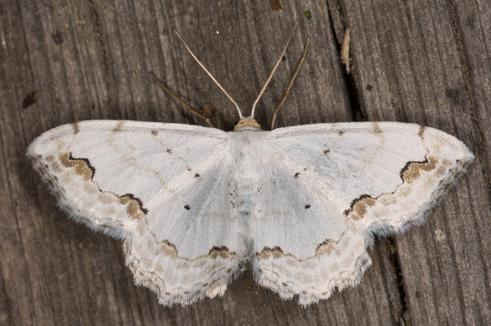 Scopula ornata - díszes fehéraraszoló