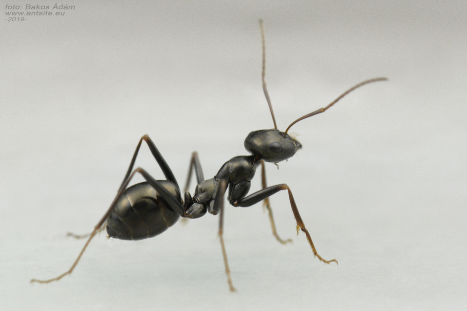 Cataglyphis aenescens - fekete fürgehangya