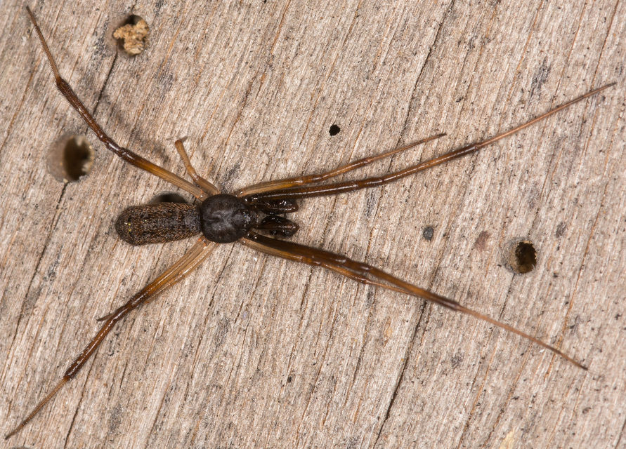Episinus truncatus - csonka törpepók