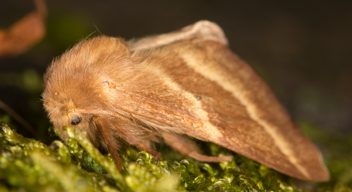 Malacosoma neustria - gyűrűsszövő