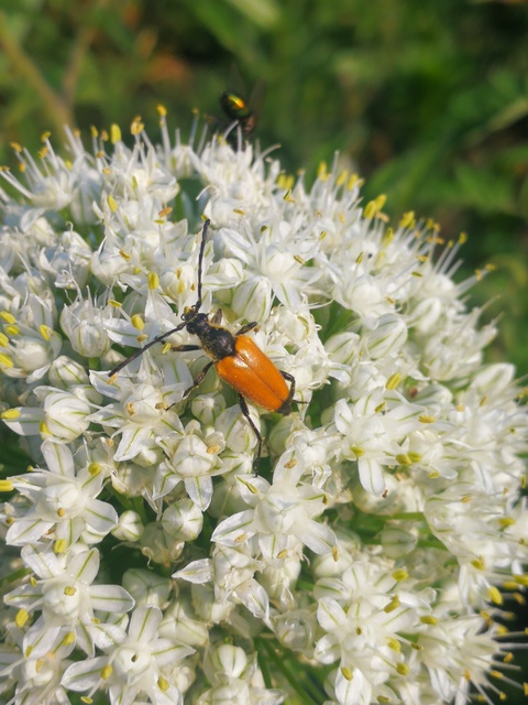 Stictoleptura fulva - vörhenyes virágcincér