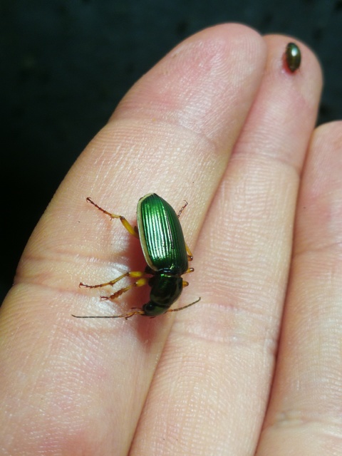 Chlaenius spoliatus - csupasz bűzfutó