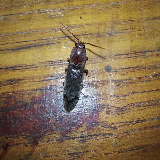 Stenagostus rhombeus - rombusznyakú pattanó