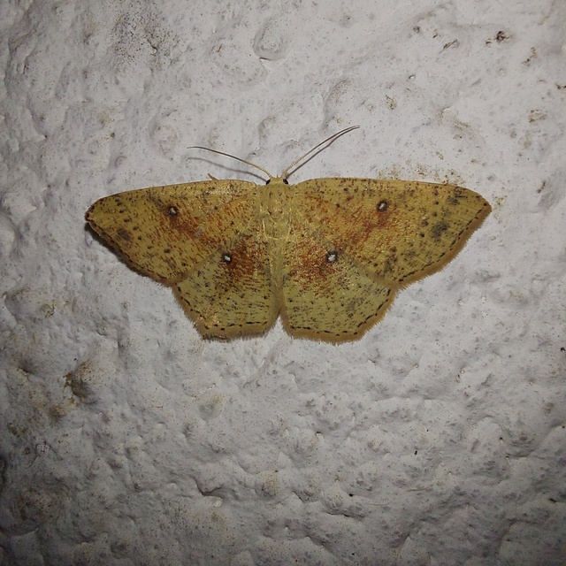 Cyclophora porata - körös pettyesaraszoló