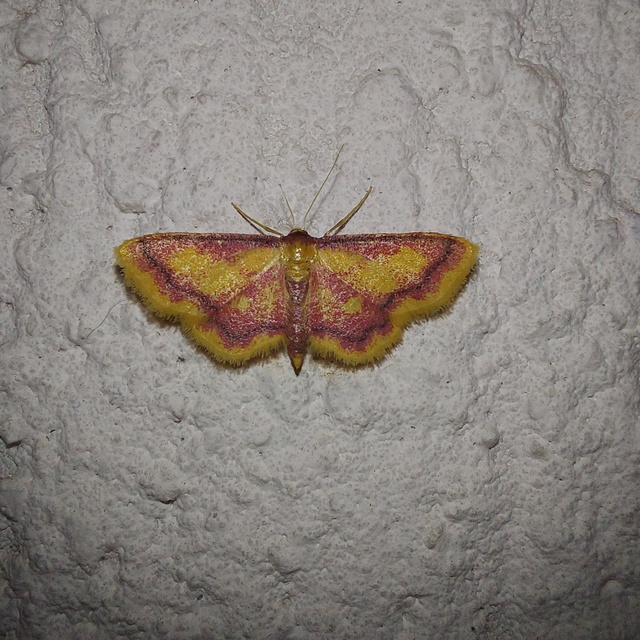 Idaea muricata - mocsári pirosaraszoló