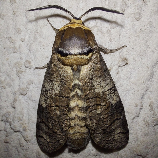 Cossus cossus - fűzfarontólepke