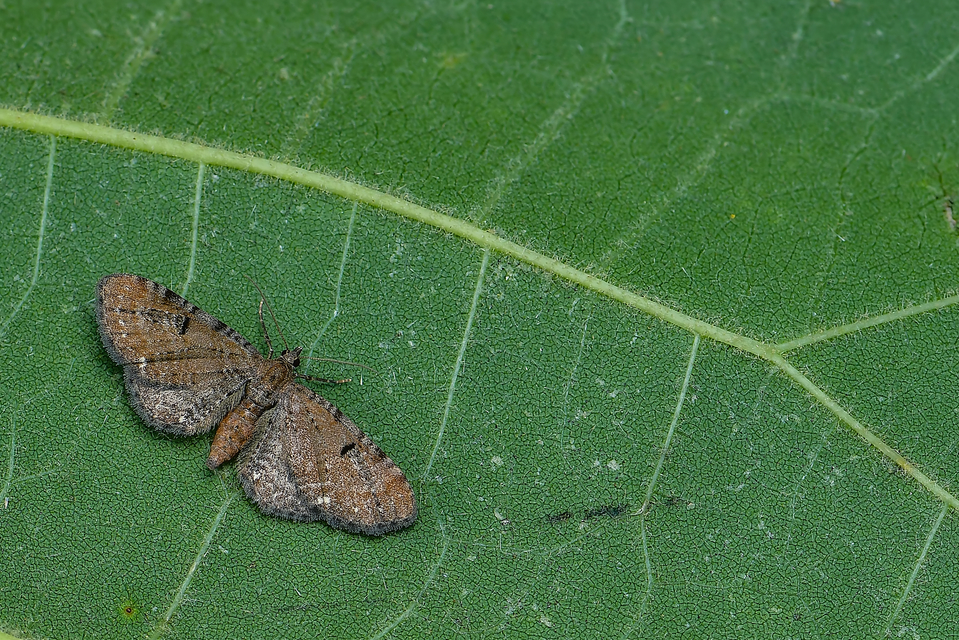 Eupithecia absinthiata - üröm-törpearaszoló