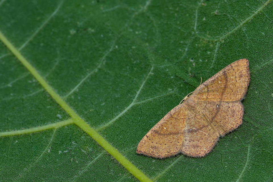Cyclophora ruficiliaria - vörösrojtú pettyesaraszoló