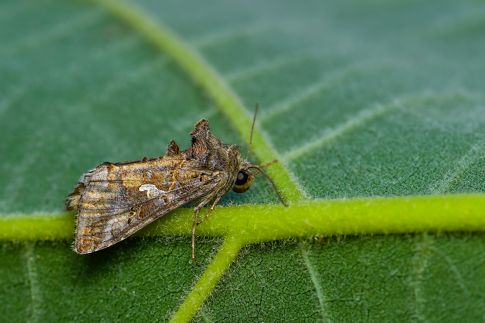 Autographa gamma - gammalepke