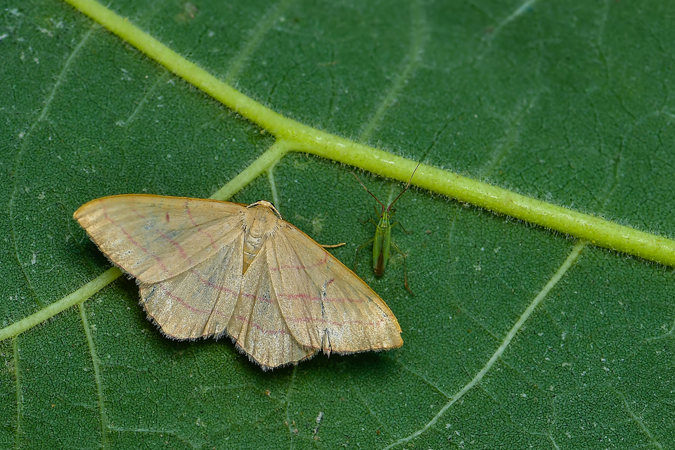 Rhodostrophia vibicaria - pirosszélű araszoló