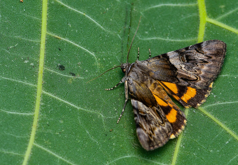 Catocala fulminea - galagonya-övesbagoly