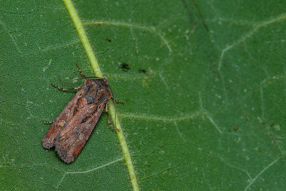 Euxoa tritici/nigrofusca/eruta
