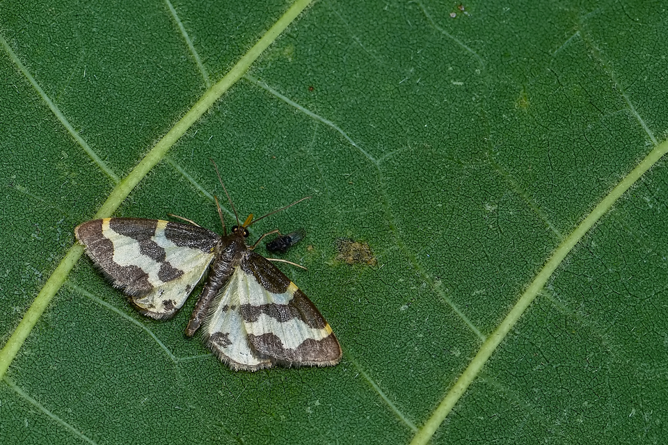Lomaspilis marginata - szegélyes nyárfaaraszoló