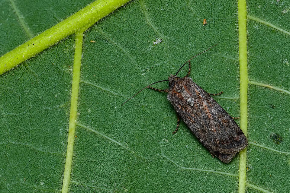 Euxoa tritici/nigrofusca/eruta