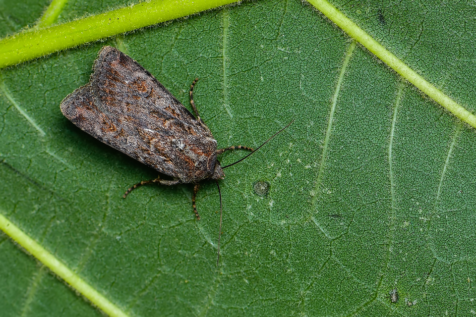 Euxoa tritici/nigrofusca/eruta