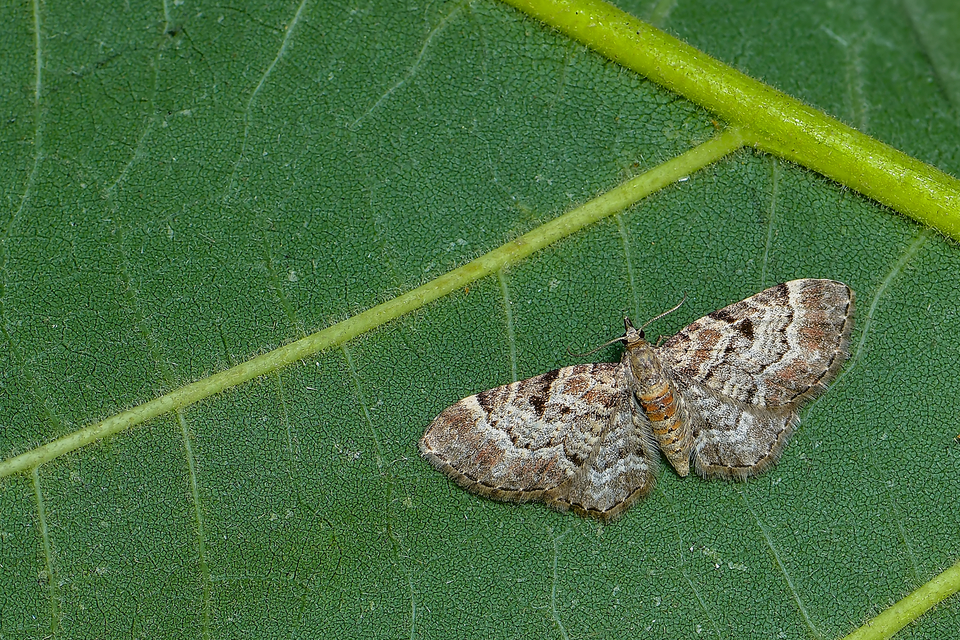 Eupithecia abietaria - nagyfoltú törpearaszoló