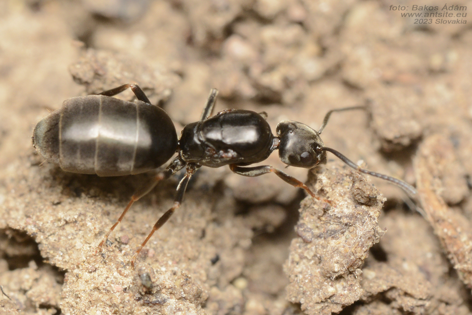 Tapinoma subboreale - ligeti kóborhangya