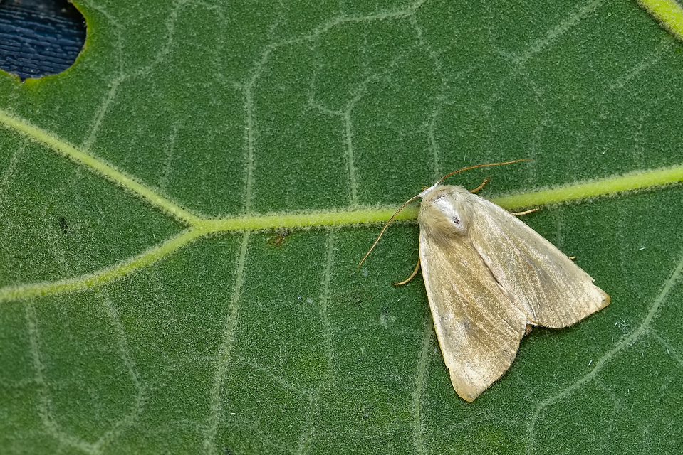 Arenostola phragmitidis - selymes nádibagoly