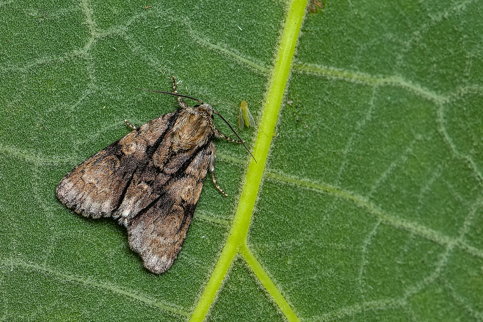 Acronicta alni - éger-szigonyosbagoly