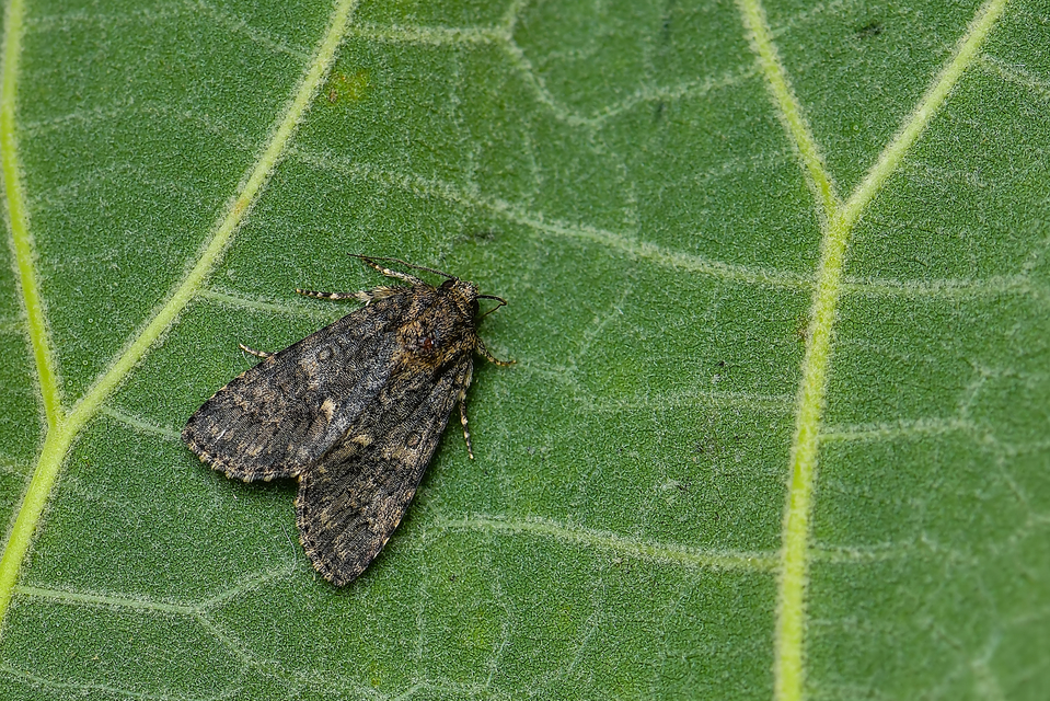 Acronicta rumicis - sóska-szigonyosbagoly