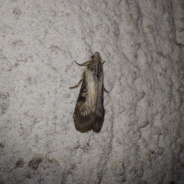Lamoria anella - törmelékmoly
