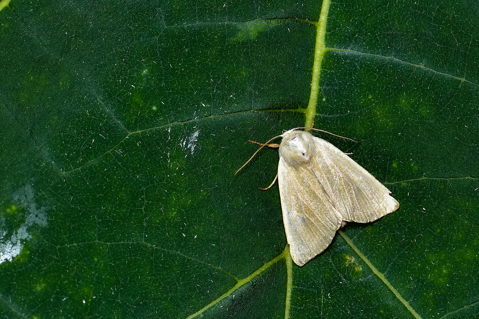 Arenostola phragmitidis - selymes nádibagoly